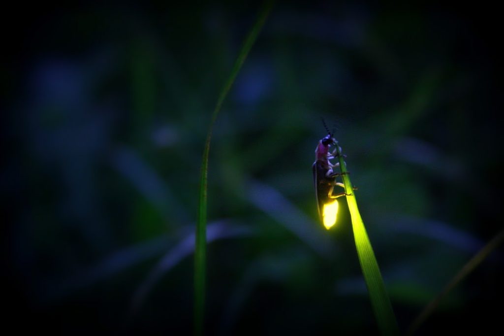 Blue Ghost Firefly Twilight Tours