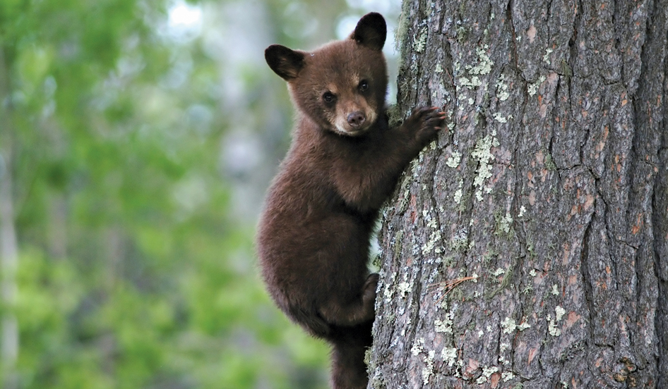 wildlife blg-explore-brevard