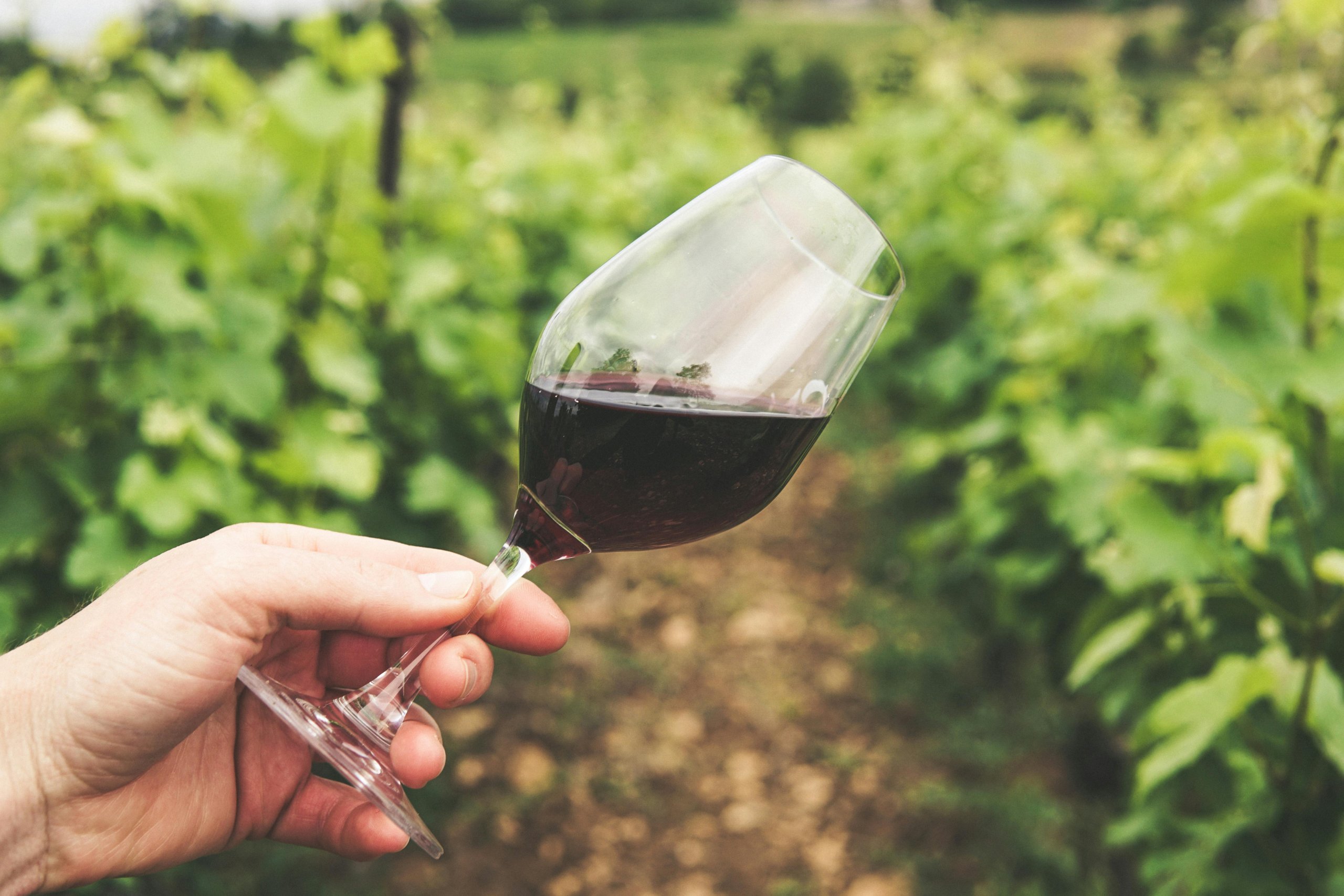 Pop-Up Wine Tasting